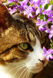 Katze mit Glockenblume